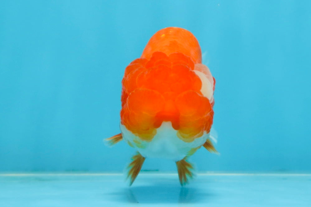 A Grade Red White LionQueen 4 inches #102425LC_09