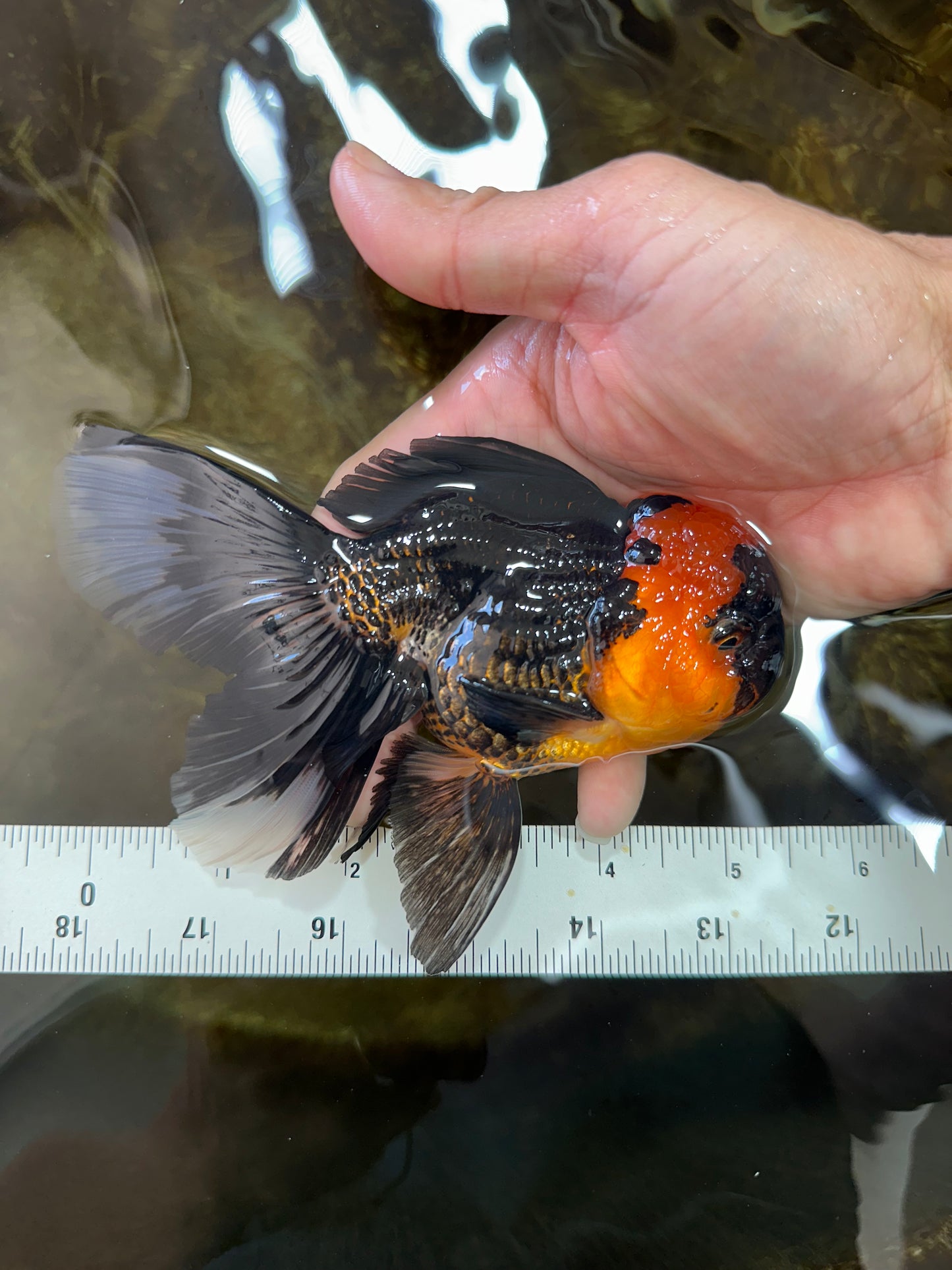 A Grade Tricolor Oranda Male 5-5.5 inches #062725OR_17