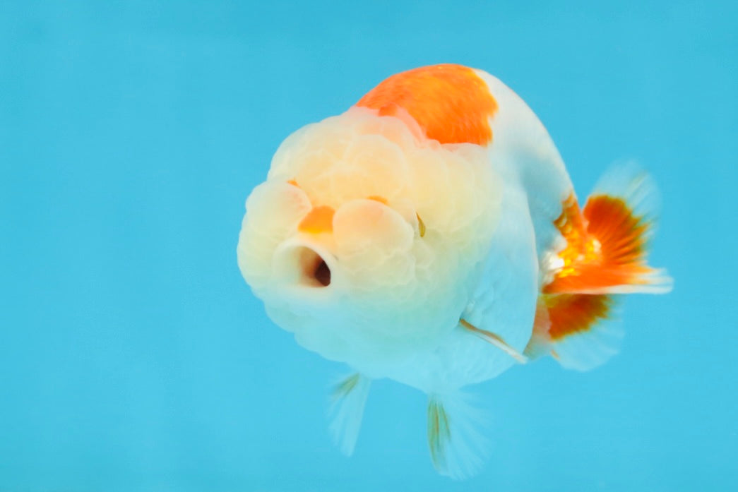 ADORABLE AAA Grade Red White LionQueen 4 inches #102425LC_16