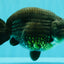 UNIQUE Black Blue Ranchu Male 5.5 inches #100226RC_24