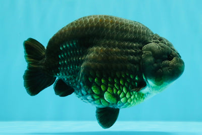 UNIQUE Black Blue Ranchu Male 5.5 inches #100226RC_24