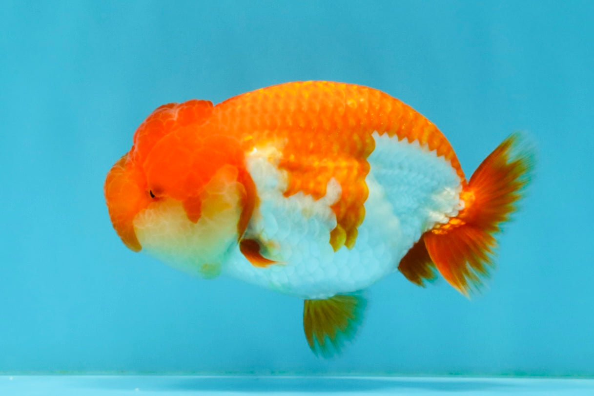 TOMATO A Grade Red White LionQueen 4-4.5 inches #032726LC_17