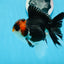 AAA Grade Tricolor Oranda Male 4.5 inches #0830OR_17