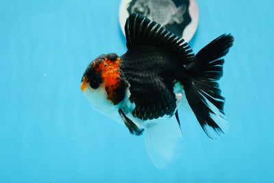 Oranda tricolore mâle de qualité AAA 4,5 pouces #0830OR_17