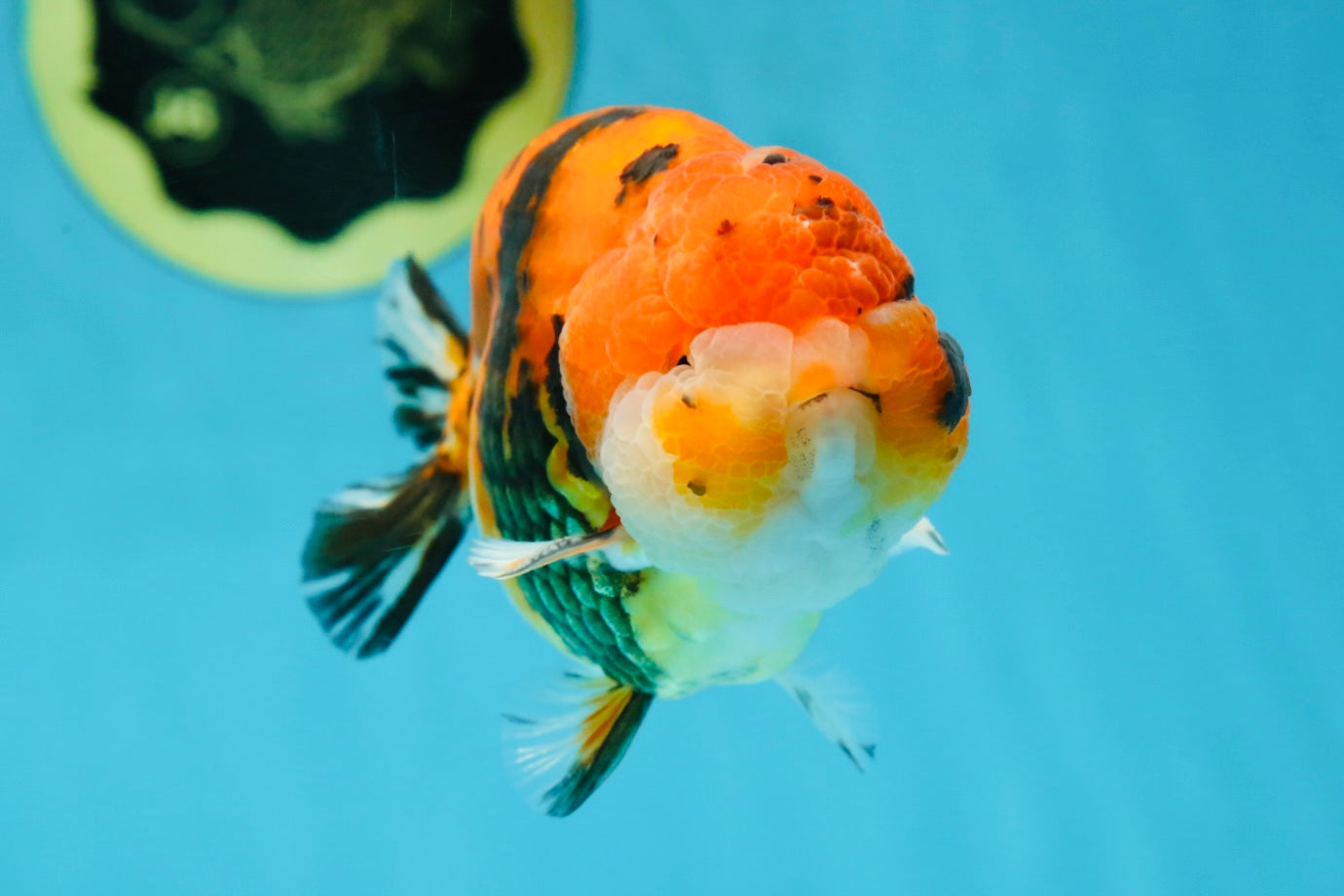 A Grade Tricolor Tiger LionKing 4.5 inches #052325LC_16