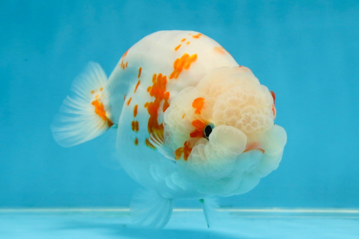 BEAUTY A Grade Kohaku Sakura LionQueen 5.5  inches #102425LC_08