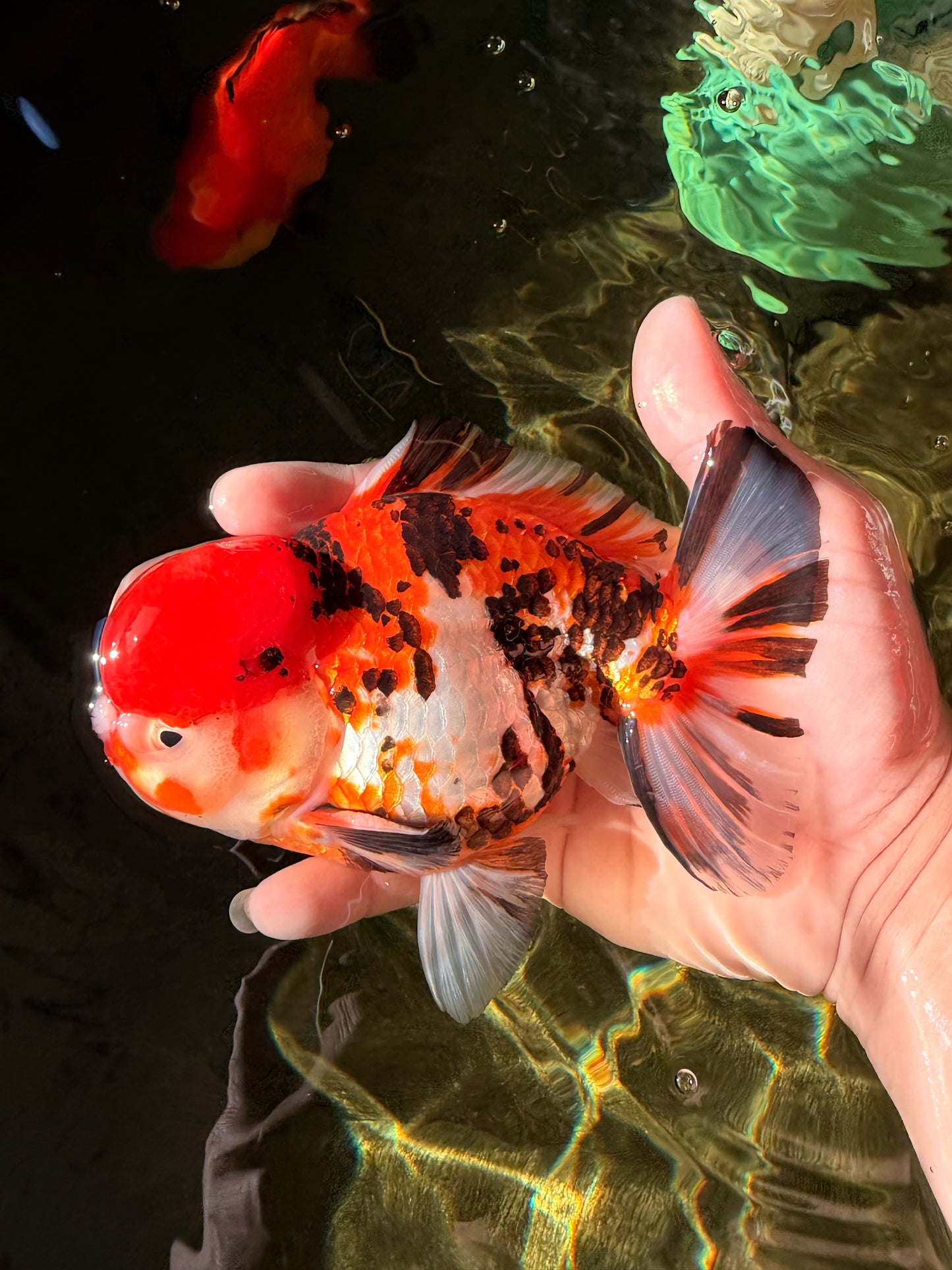 Pompom Tiger Yuanbao Male 5.5 inches #022726YB_07