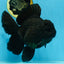 AAA Grade Godzilla Black Oranda Female 6.5 inches #081525OR_31