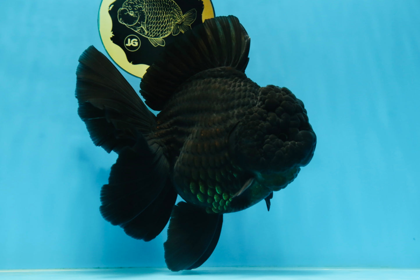 AAA Grade Godzilla Black Oranda Female 6.5 inches #081525OR_31