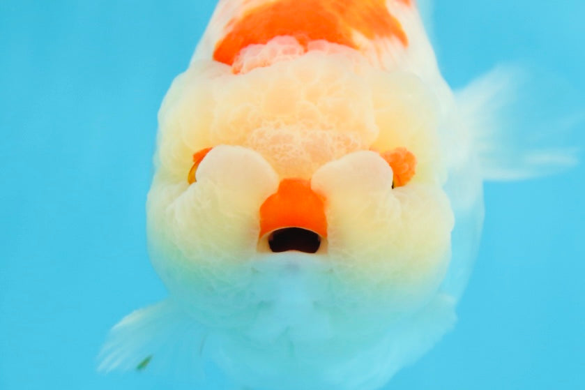 AAA Grade Super Red White LionKing 5.5 inches #080125LC_01