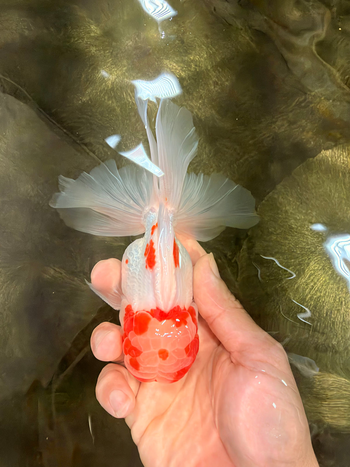 A Grade Red White Oranda Male 5-5.5 inches #102326OR_22