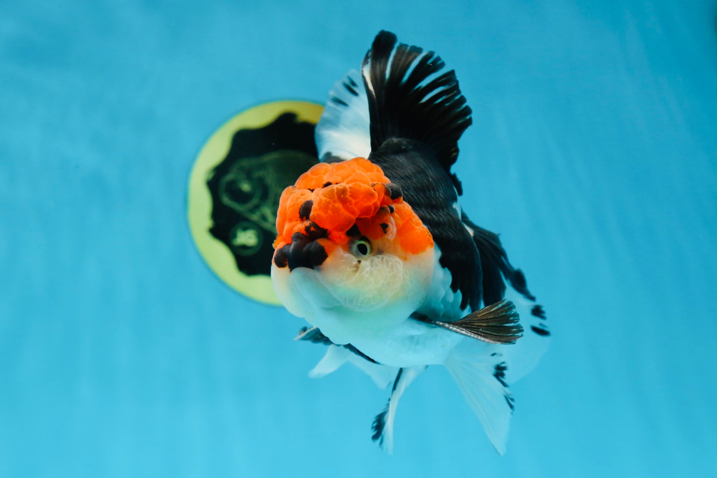 AAA Grade Mustache Tricolor Oranda Male 5.5 inches #020725OR_33