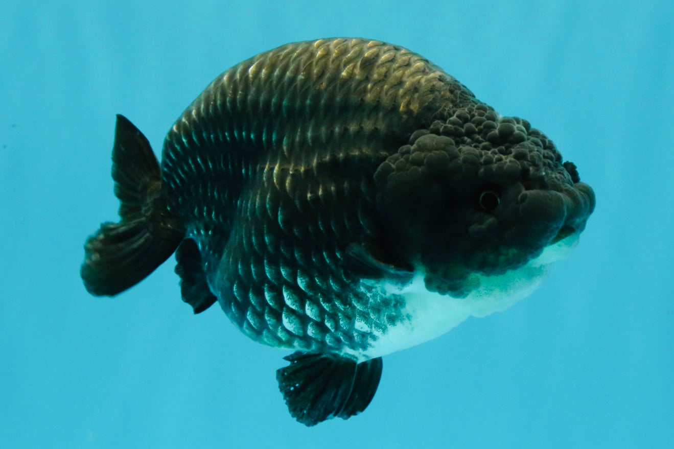 A Grade Blue Chinese Ranchu Female 5 inches #022726RC_22