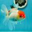 Red White Oranda Female 5 inches #110824OR_05