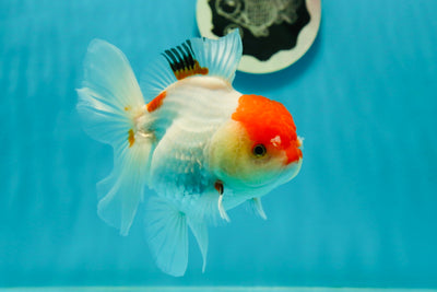 Red White Oranda Female 5 inches #110824OR_05