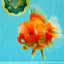 BIG WEN AAA Grade Red White Oranda Male 7.5-8 inches #070326OR_03
