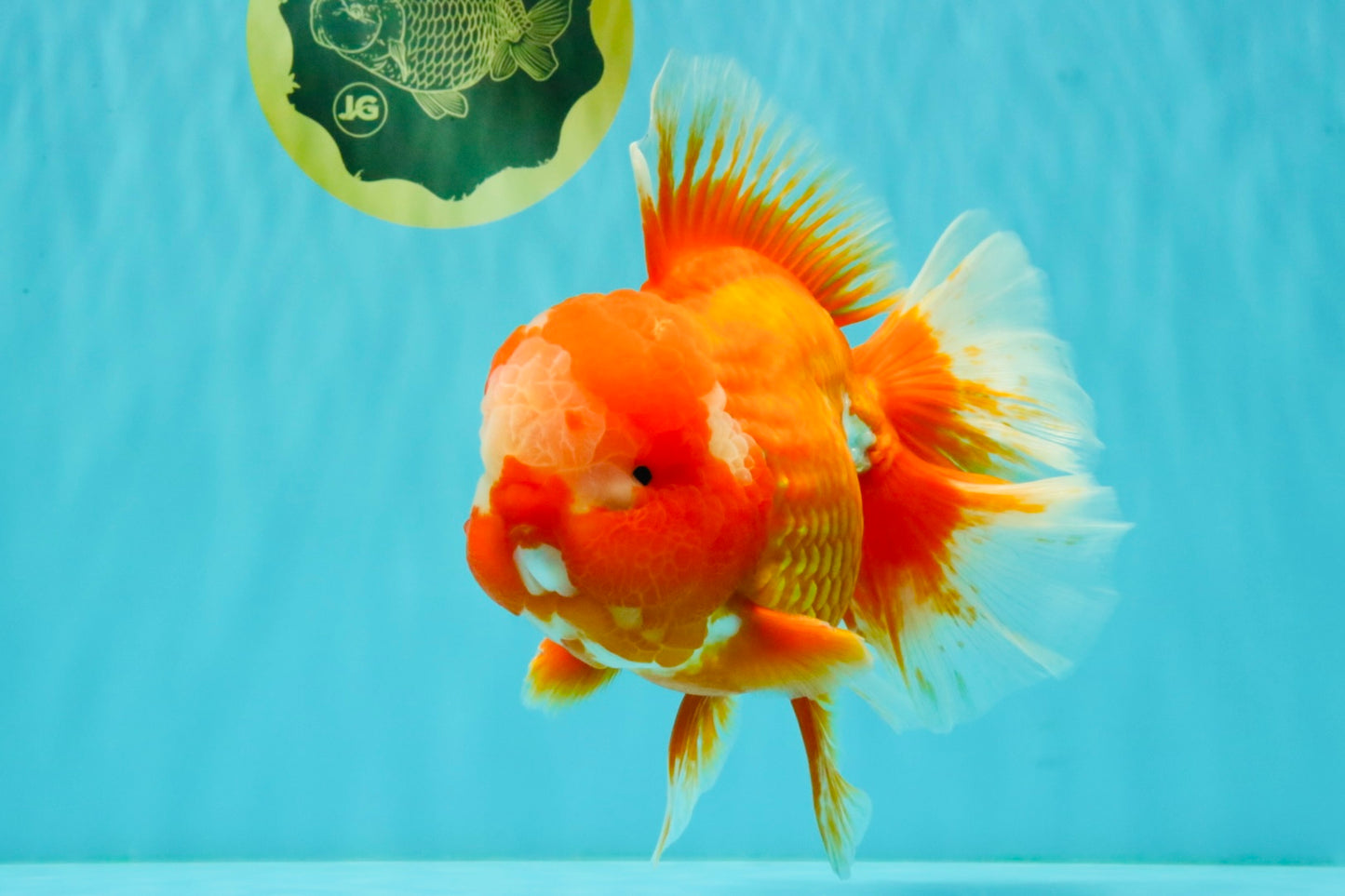 BIG WEN AAA Grade Red White Oranda Male 7.5-8 inches #070326OR_03