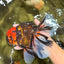 A Grade Tiger Oranda Male 7.5-8 inches #101626OR_17