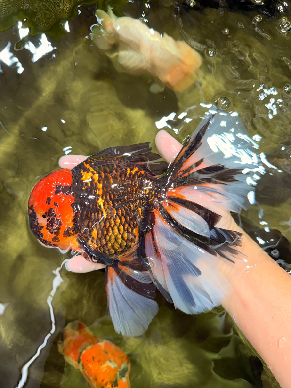 A Grade Tiger Oranda Male 7.5-8 inches #101626OR_17