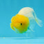 Super Lemonhead Lionchu Male 4 inches #0920LC_05