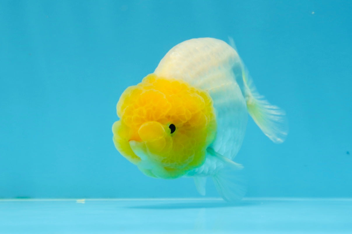 Super Lemonhead Lionchu Male 4 inches #0920LC_05