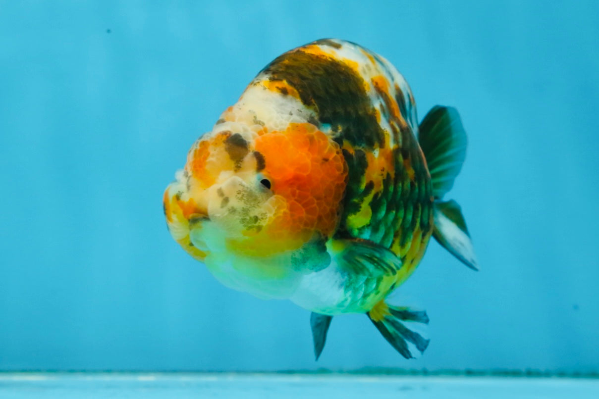 AAA Grade Chinese Calico Ranchu Female 4.5-5 inches #101725RC_17