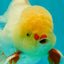 A Grade Lipstick Red White Oranda Male 5.5-6 inches #100926OR_14