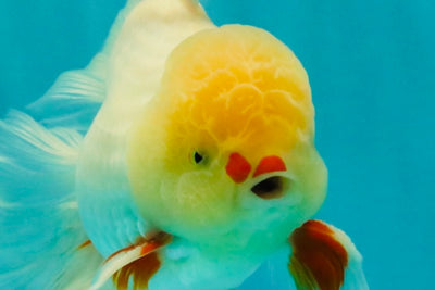 A Grade Lipstick Red White Oranda Male 5.5-6 inches #100926OR_14
