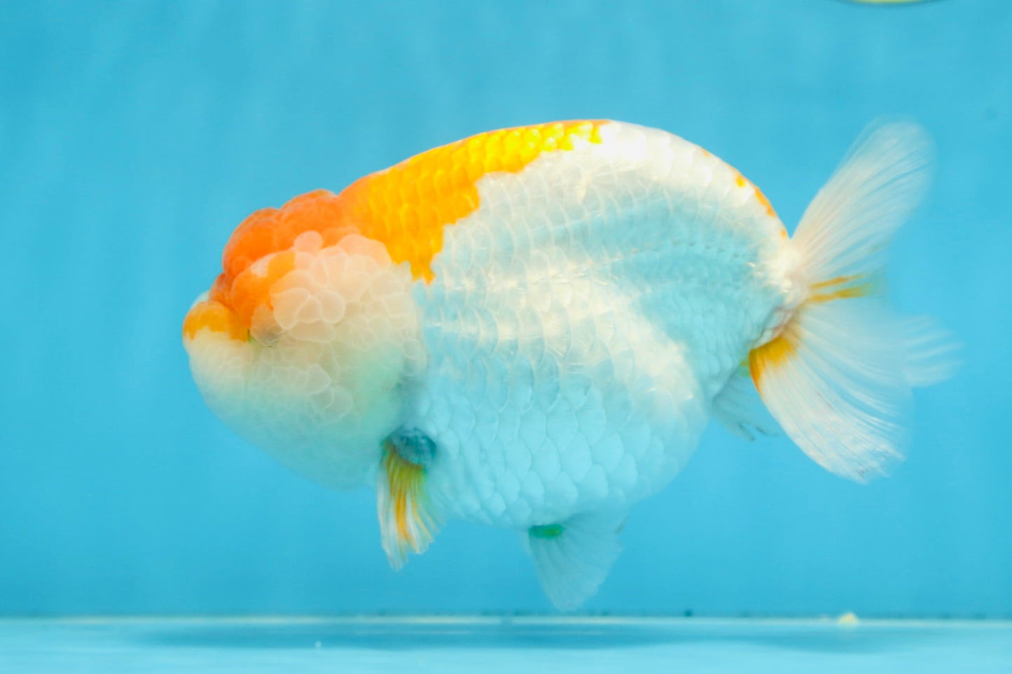 AAA Grade CHUBBY Orange White LionKing 6 inches #091225LC_05