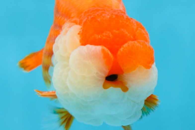 A Grade Royal Candy Chunk Red White LionKing 4-4.5 inches #062025LC_05