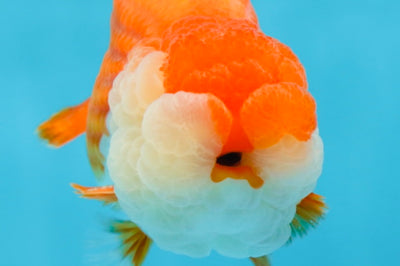 A Grade Royal Candy Chunk Red White LionKing 4-4.5 inches #062025LC_05