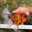 CHONKY AAA Grade Tiger Oranda Male 7.5 inches #092526OR_01