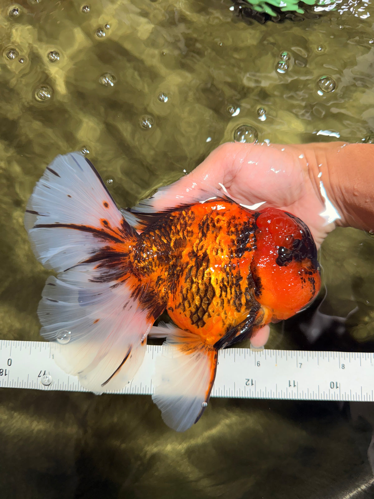 CHONKY AAA Grade Tiger Oranda Male 7.5 inches #092526OR_01