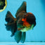 A Grade Lava Head Apache Oranda Male 6 inches #091925OR_13
