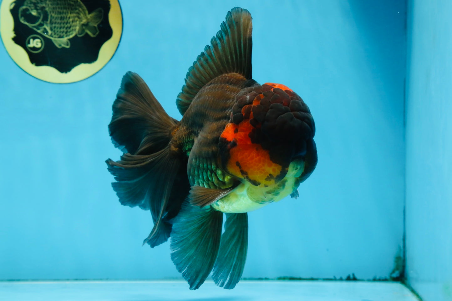 A Grade Lava Head Apache Oranda Male 6 inches #091925OR_13