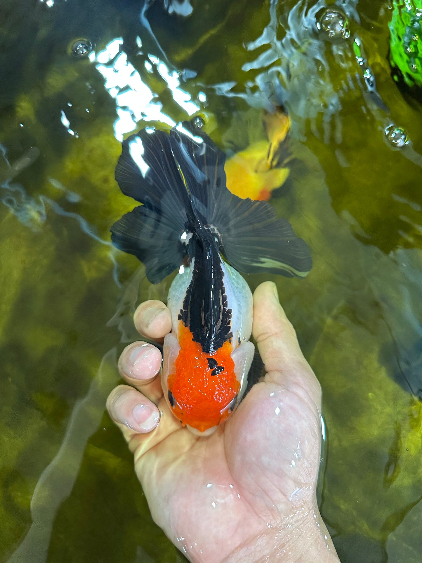 Tricolor Oranda Female 5.5 inches #100325OR_14