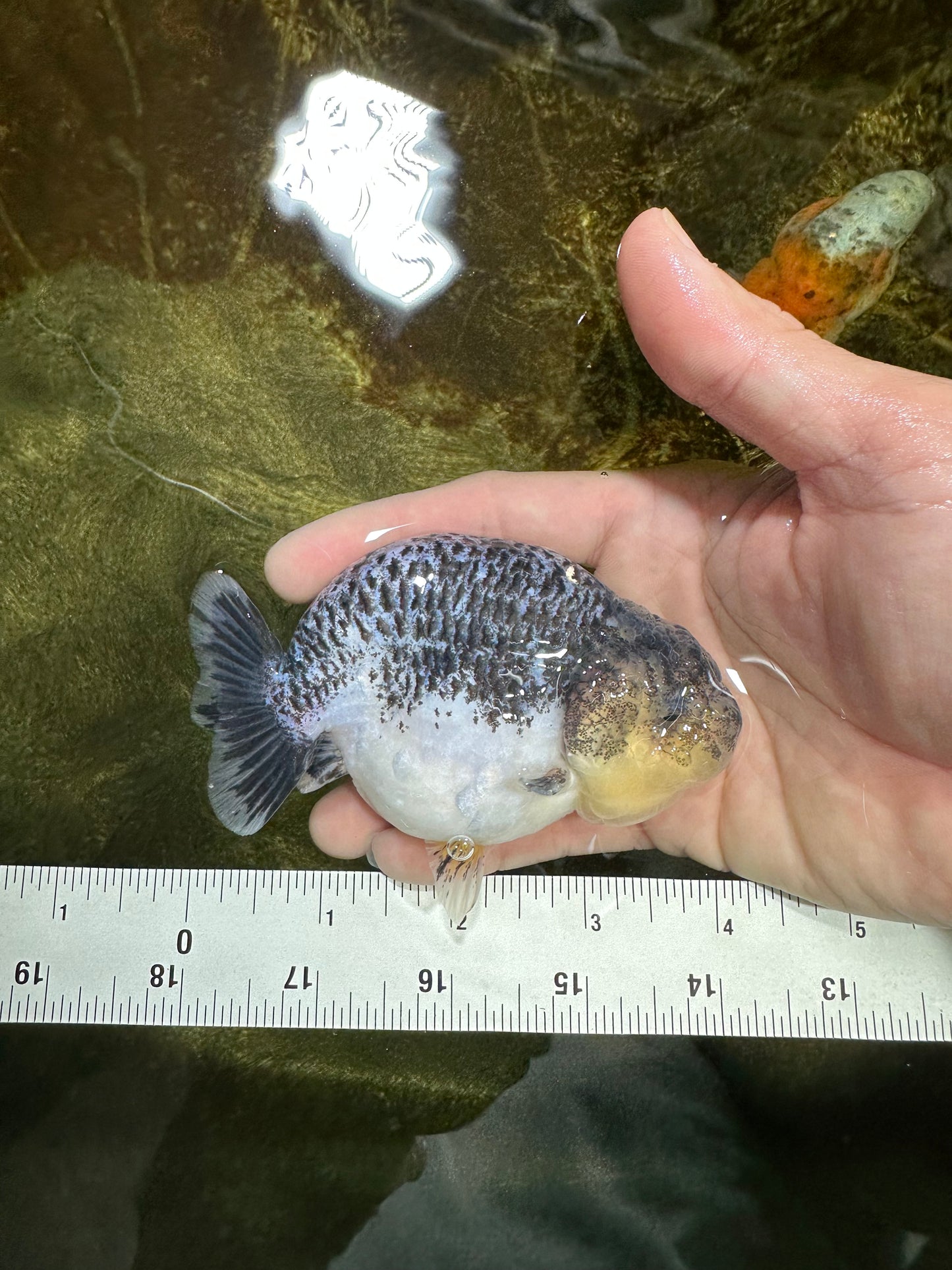 A Grade Beautiful Kirin Female LionQueen 4 inches #060625LC_03