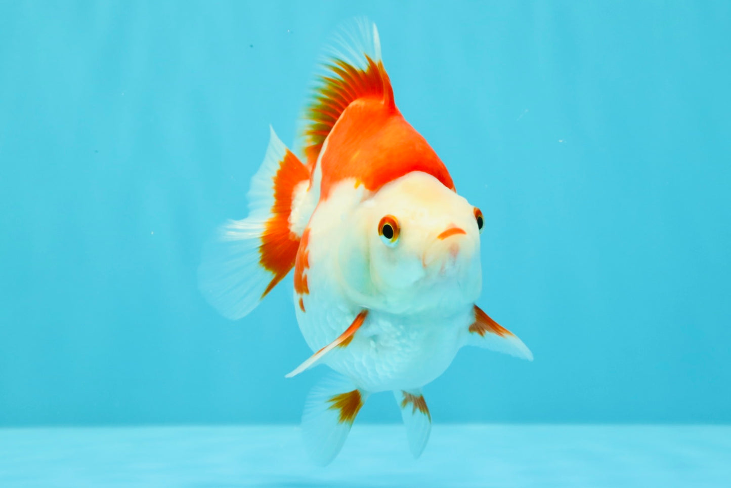 AAA Grade Red White Ryukin Female 4.5 inches #031326RK_31