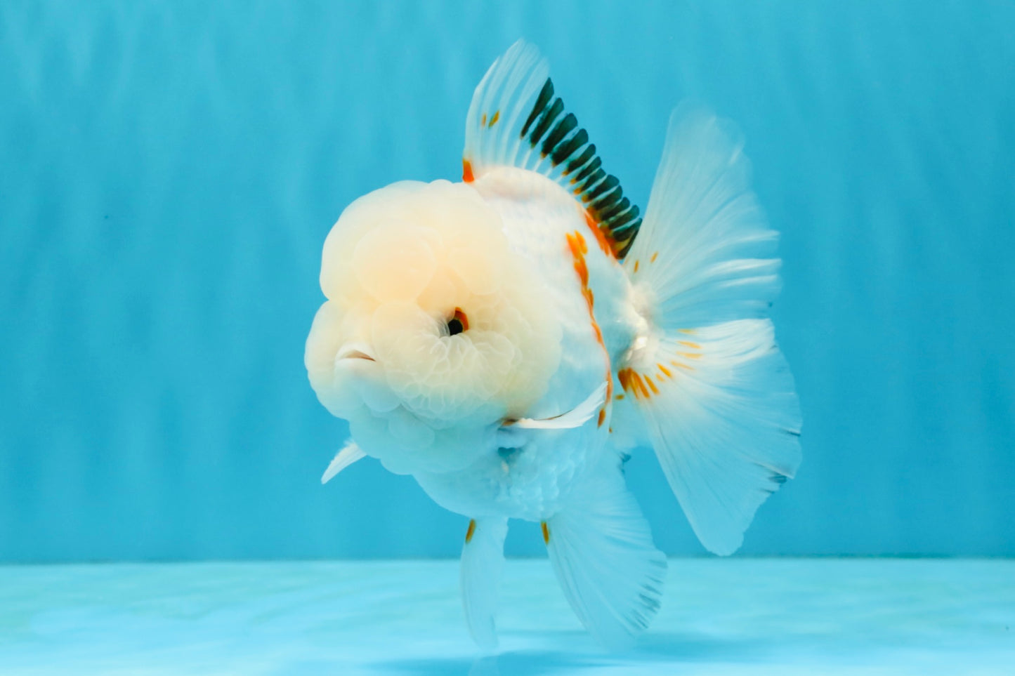 MARSHMALLOW Red White Oranda Male 5.5 inches #040326OR_16