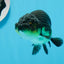 Black Gold Ranchu Hembra 4 pulgadas #0726RC_34