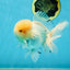 AAA Grade White Oranda Male 5.5 inches #050925OR_45