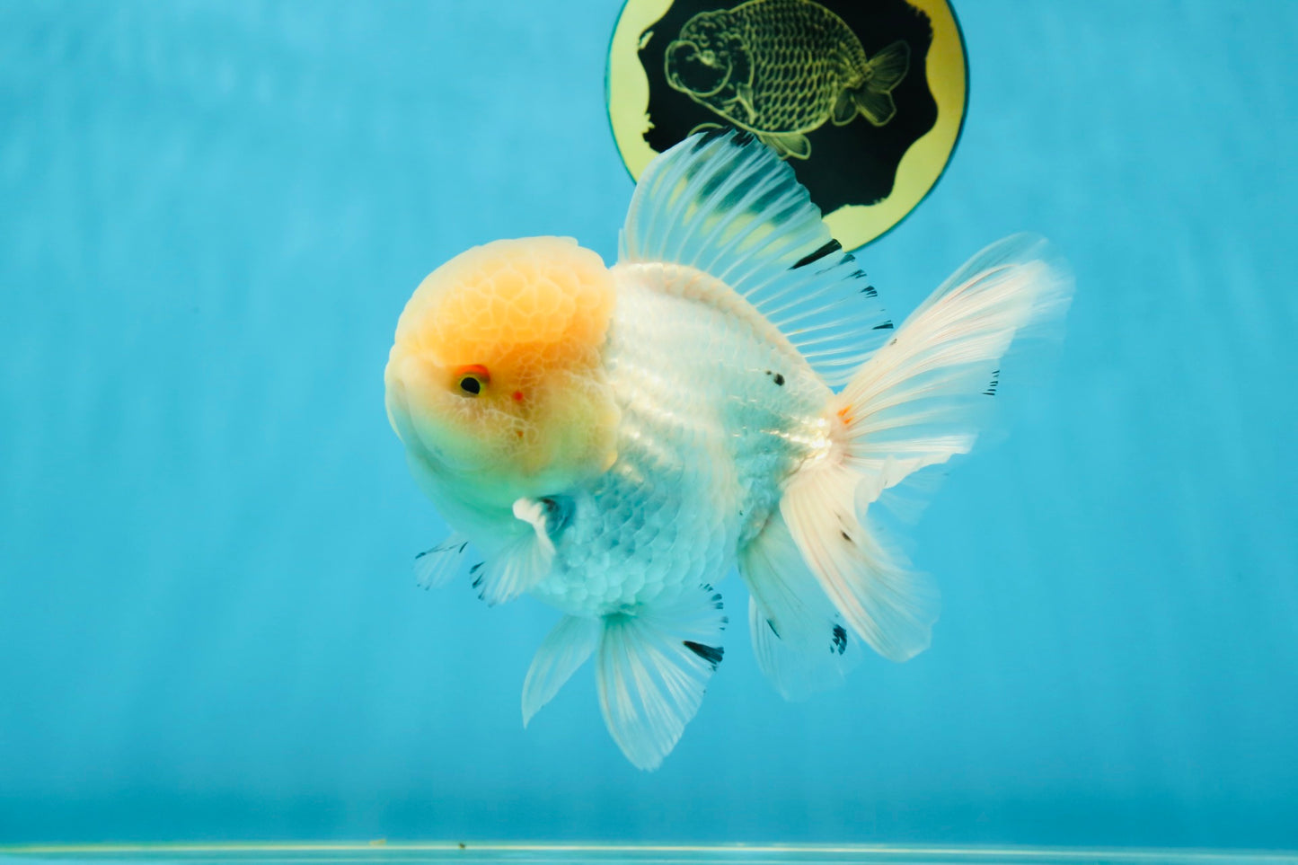AAA Grade White Oranda Male 5.5 inches #050925OR_45