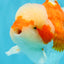 FLUFFY WEN Red White Oranda Male 6.5 inches #040326OR_11