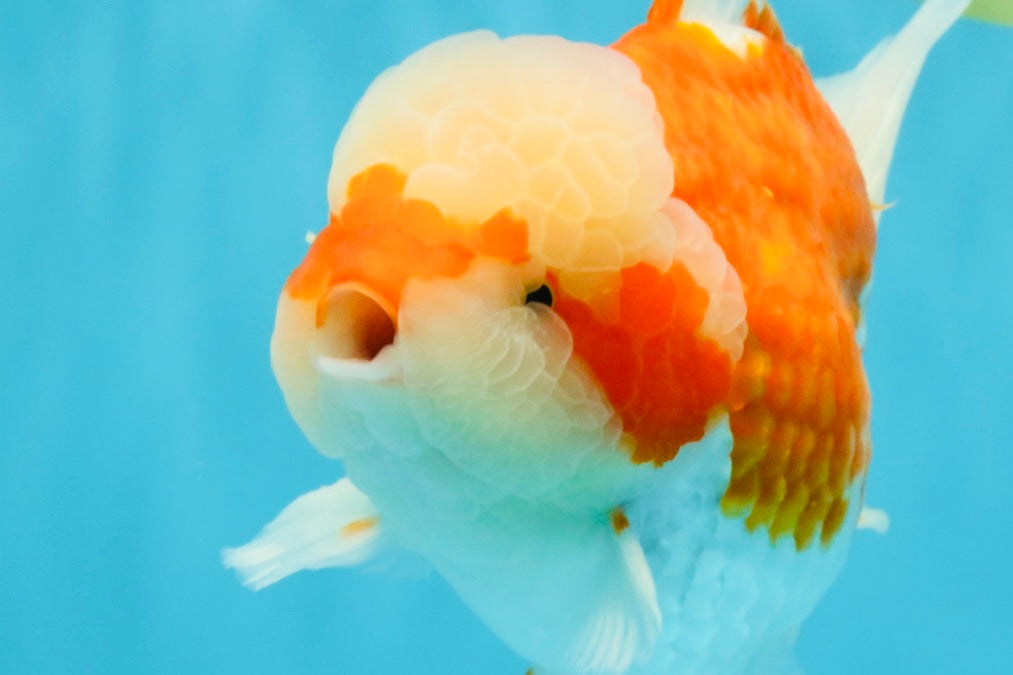FLUFFY WEN Red White Oranda Male 6.5 inches #040326OR_11
