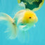 A Grade White Oranda Male 5-5.5 inches #102326OR_18