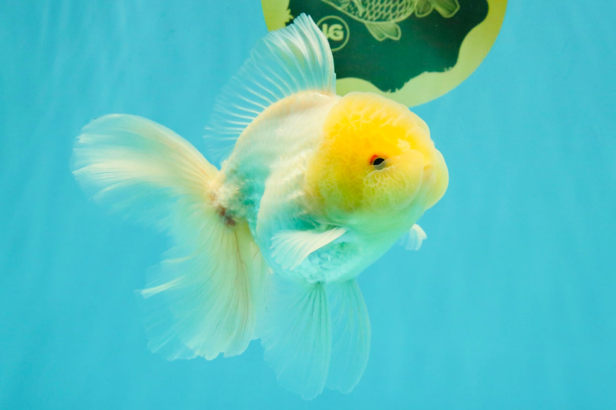 A Grade White Oranda Male 5-5.5 inches #102326OR_18