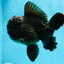 GODZILLA AAA Grade Black Oranda Male 6.5 inches #022026OR_04