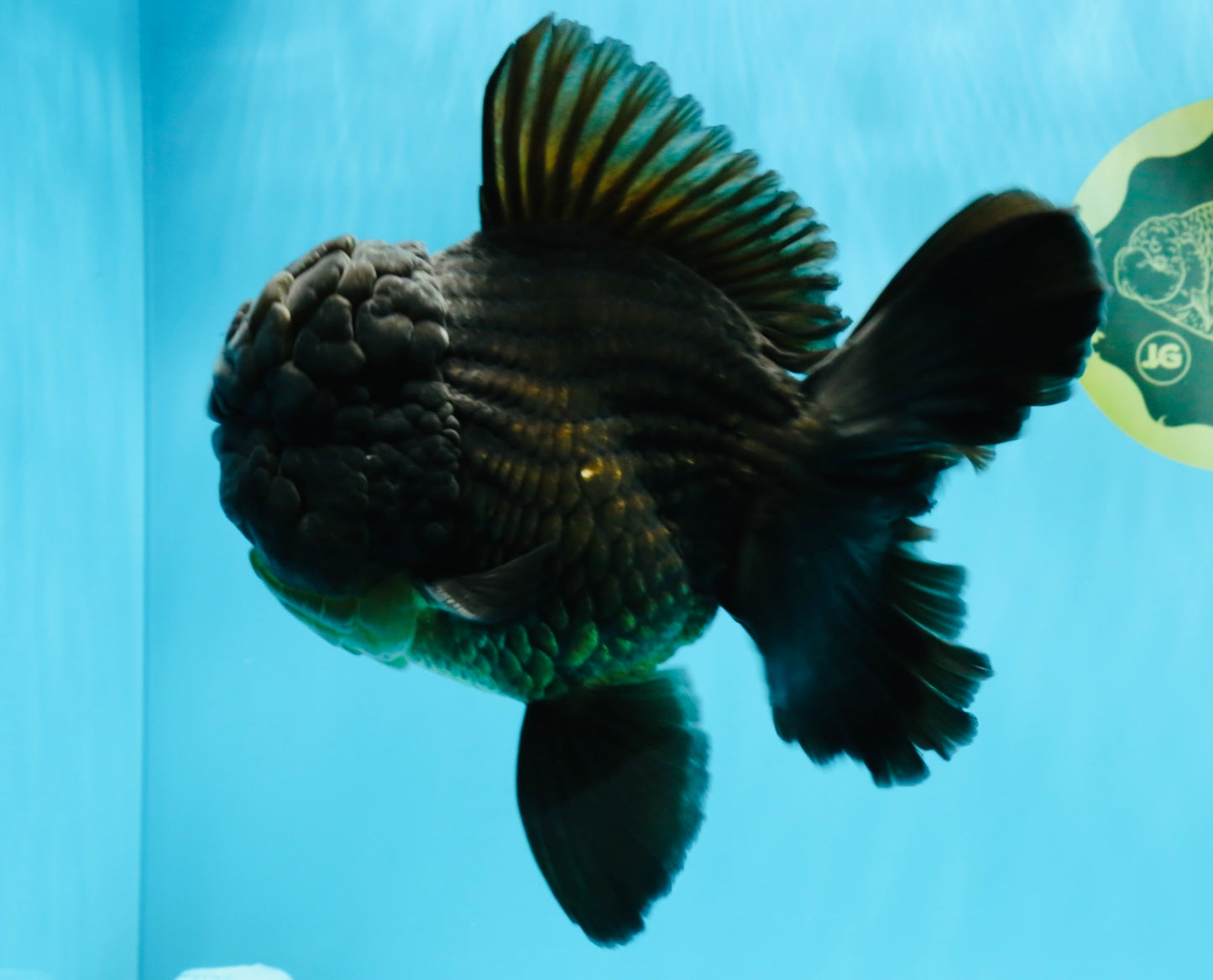 GODZILLA AAA Grade Black Oranda Male 6.5 inches #022026OR_04