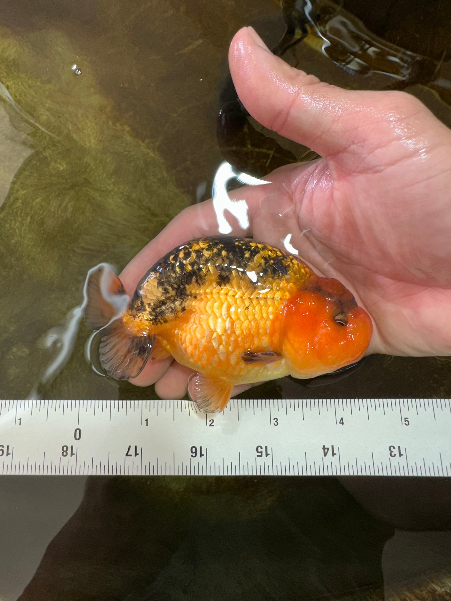 A Grade CHONKY Apache LionKing 4.5 inches #062025LC_06