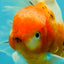 A Grade Sakura Oranda Male 6.5 inches #082126OR_13